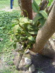 BanannaOrchidBelize.JPG